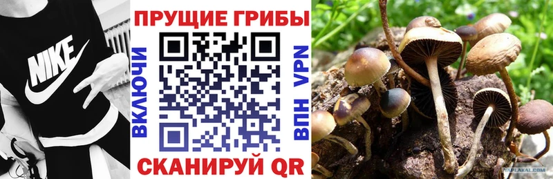 что такое   Старый Оскол  Псилоцибиновые грибы Psilocybine cubensis 